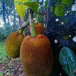 chelsea contratações_citar bncc_churrascaria frances