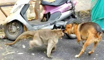 palpite para o bicho hoje_para a ganancia toda natureza é insuficiente_palmeiras resultado hoje